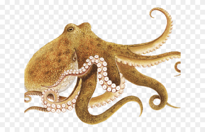 640x480 Octopus, Invertebrate, Sea Life, Animal HD PNG Download
