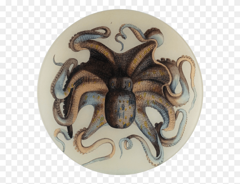 585x584 Octopus, Sea Life, Animal, Invertebrate HD PNG Download