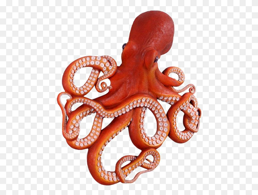 489x576 Octopus Clipart Front Of An Octopus, Invertebrate, Sea Life, Animal HD PNG Download