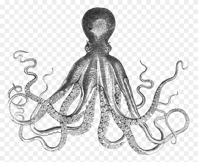 1695x1362 Octopus Octopus Lady, Invertebrate, Sea Life, Animal HD PNG Download