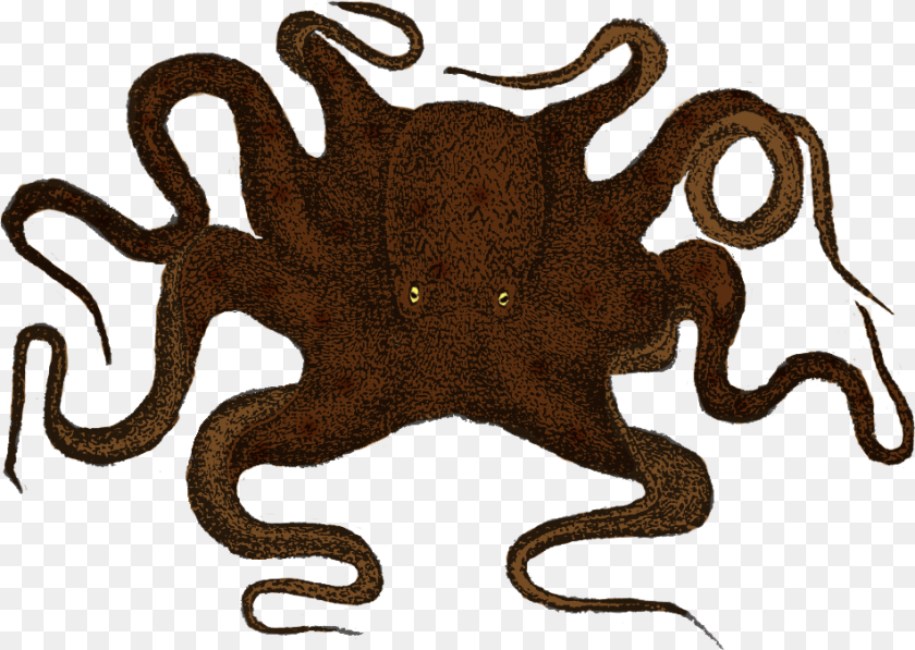 Octopus Profile, Animal, Reptile, Snake, Sea Life Transparent PNG