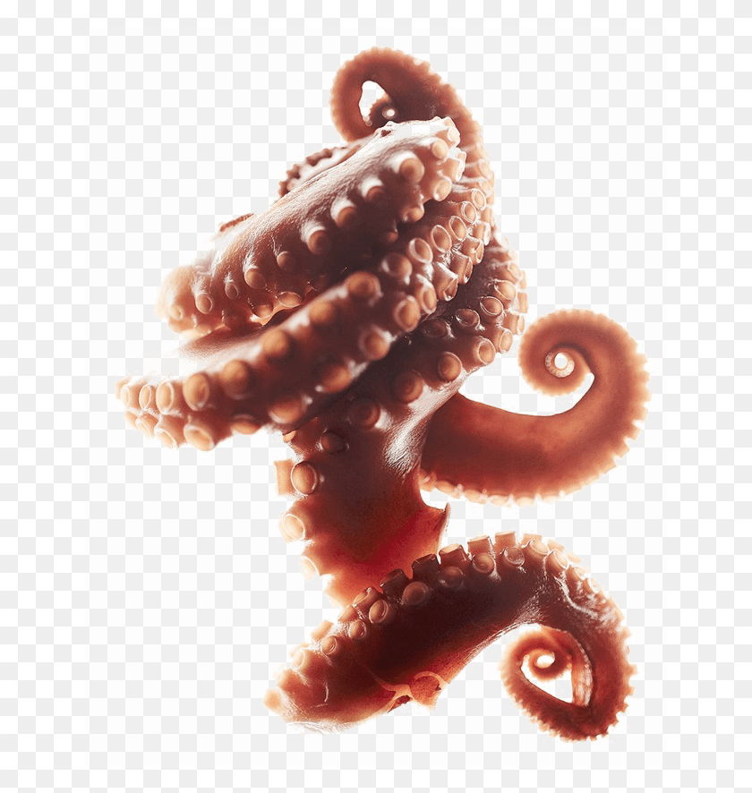 650x826 Octopus Tentacles Clipart Octopus Tentacles, Invertebrate, Animal, Sea Life HD PNG Download