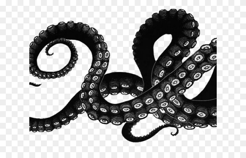 640x480 Octopus Tentacles Drawing, Sea Life, Animal, Invertebrate HD PNG Download