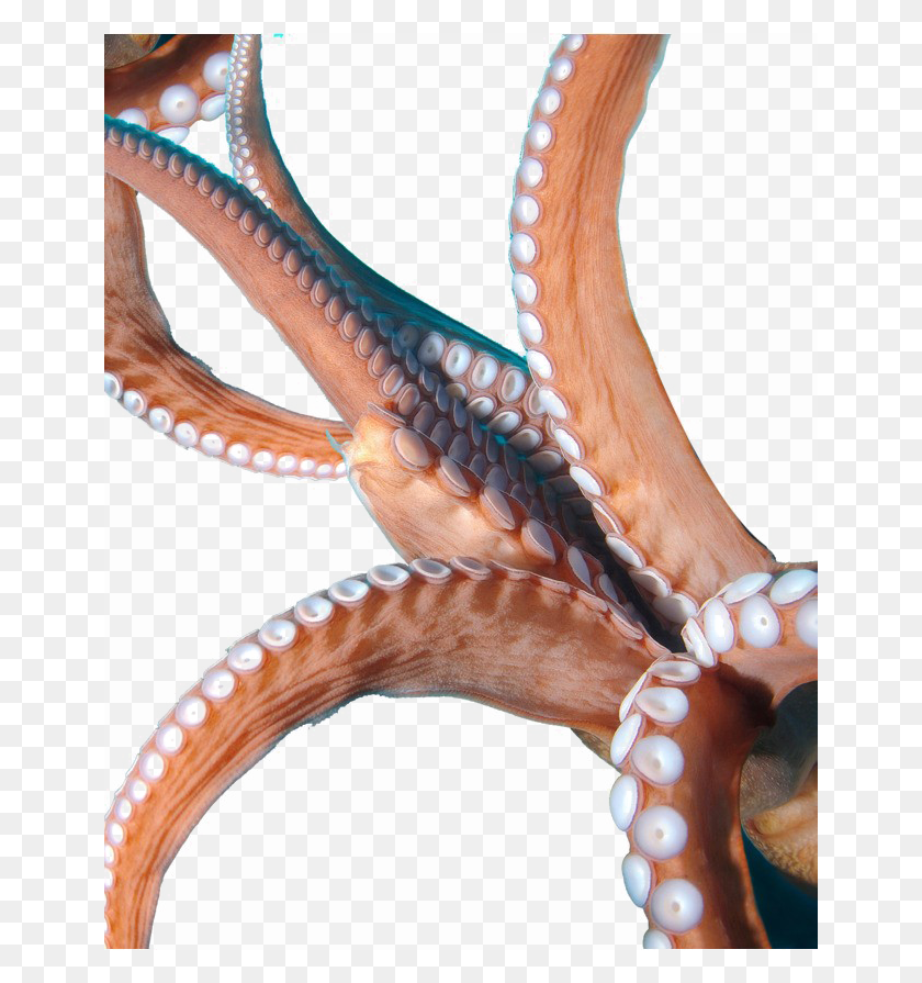 650x835 Octopus Tentacles Image Octopus Tentacles, Invertebrate, Animal, Sea Life HD PNG Download