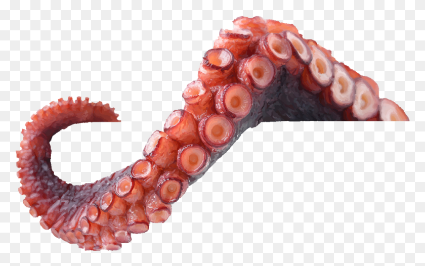 925x553 Octopus Tentacles Photo Tentacles, Invertebrate, Animal, Sea Life HD PNG Download