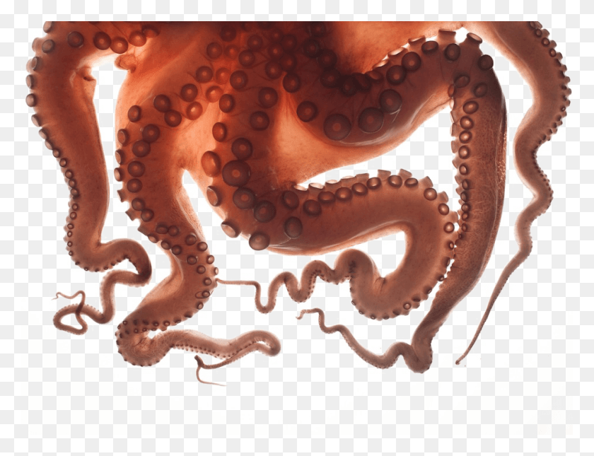 950x713 Octopus Tentacles Transparent Background Octopus Tentacles, Invertebrate, Sea Life, Animal HD PNG Download