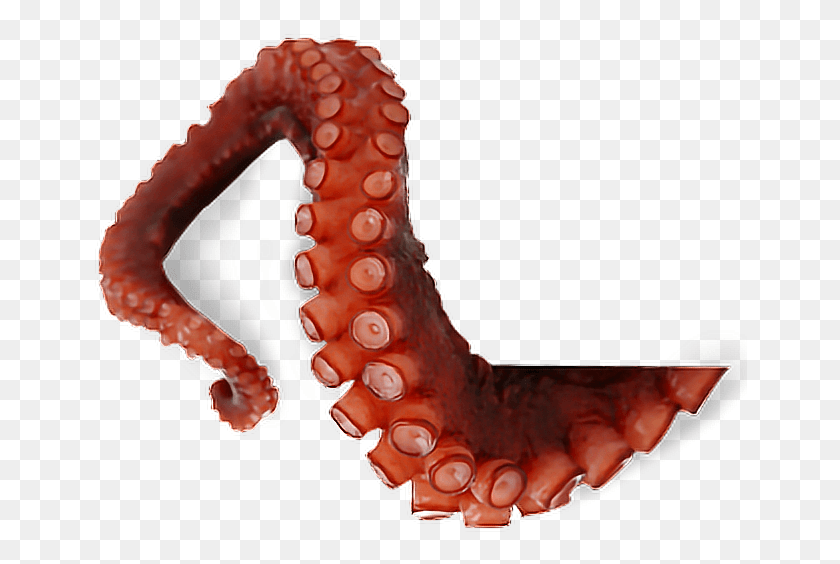 654x504 Octopus Tentacles Transparent Picture Octopus Tentacles Transparent, Sea Life, Animal, Invertebrate HD PNG Download