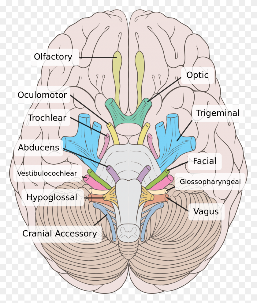 1200x1429 Oculomotor Nerve Birds Eye View Of Brain, Diagram, Plot, Map HD PNG Download