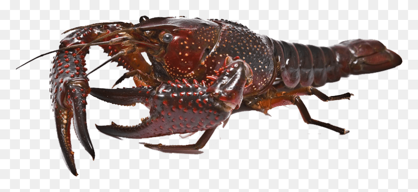 783x328 Ocypodidae, Lobster, Seafood, Sea Life HD PNG Download