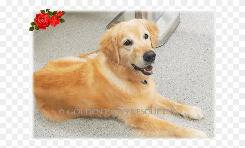 639x447 Of 8 Images Golden Retriever, Dog, Pet, Canine HD PNG Download
