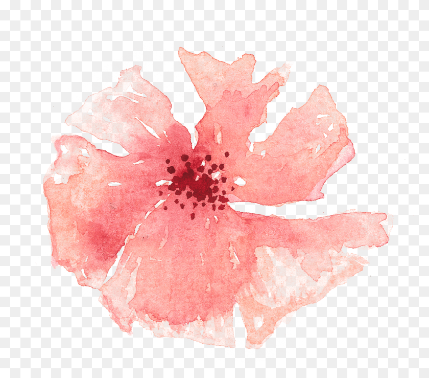 1885x1641 Of A Friends Wedding In The Summer Of Peach Watercolor Flowers Transparent, Leaf, Plant, Flower HD PNG Download