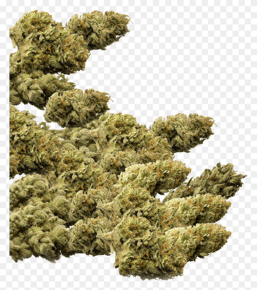1018x1159 Of Marijuana Buds Group, Plant, Weed, Nature HD PNG Download