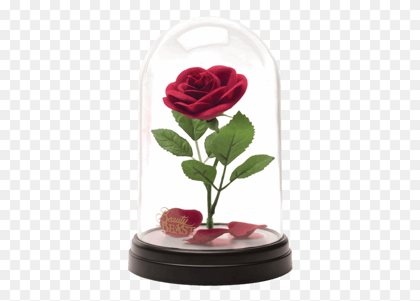 330x542 Of Rosa De La Bella Y La Bestia, Rose, Flower, Plant HD PNG Download