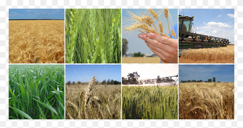 951x469 Of Wheat Planting Seed Field, Plant, Vegetation, Grain HD PNG Download