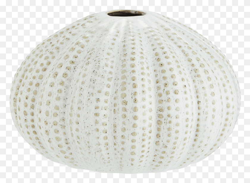 829x591 Off White Sea Urchin Vase Ceiling Fixture, Sea Life, Animal, Invertebrate HD PNG Download