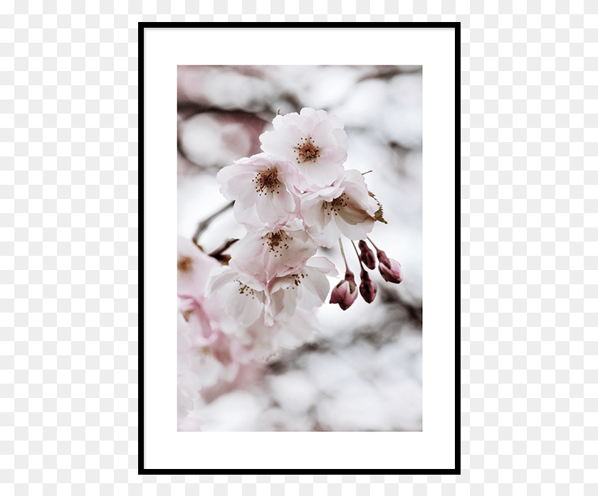 454x638 Off With Code Home25 Cherry Blossom, Plant, Flower, Blossom HD PNG Download