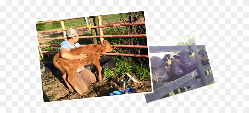 612x321 Offering Full Service Food Animal Medicine Calf, Bull, Mammal, Person HD PNG Download