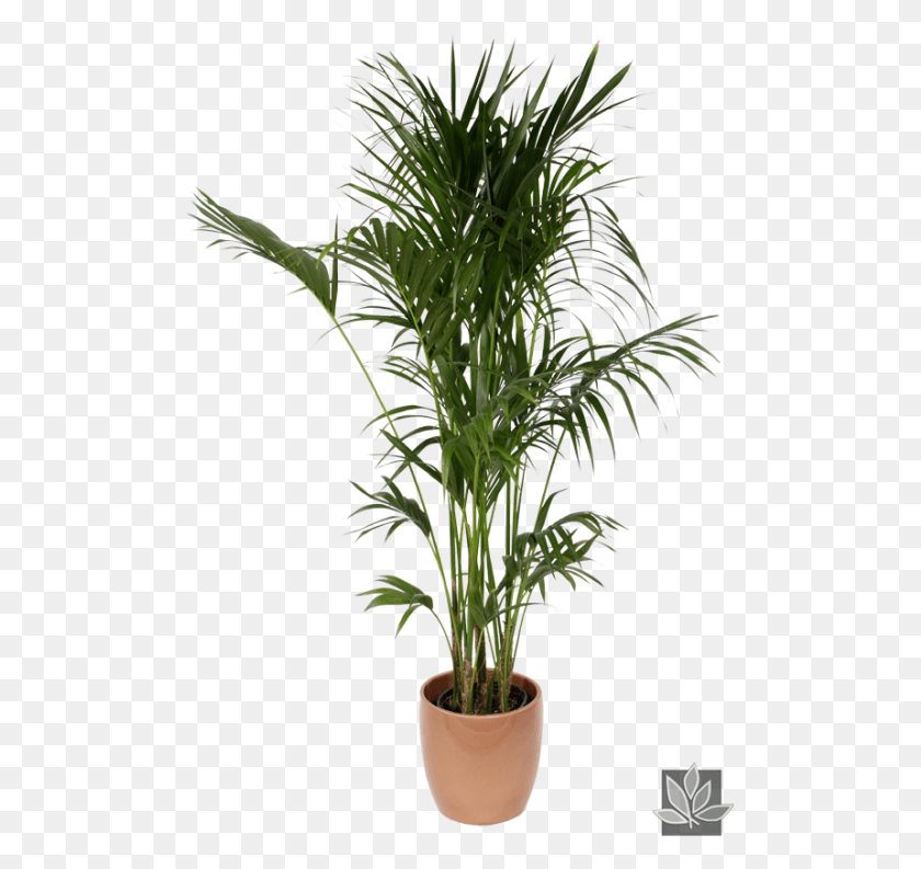501x733 Office Plant Palmera Planta De Interior, Tree, Palm Tree, Arecaceae HD PNG Download
