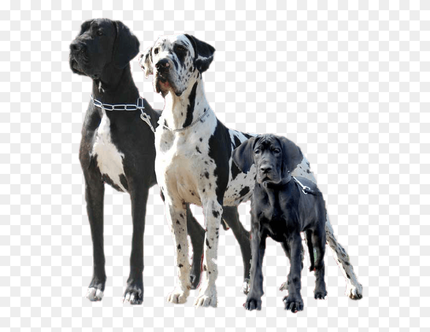 596x589 Often Called The Apollo Of Dogs The Great Dane Can Egyptian Great Dane, Dog, Pet, Canine HD PNG Download