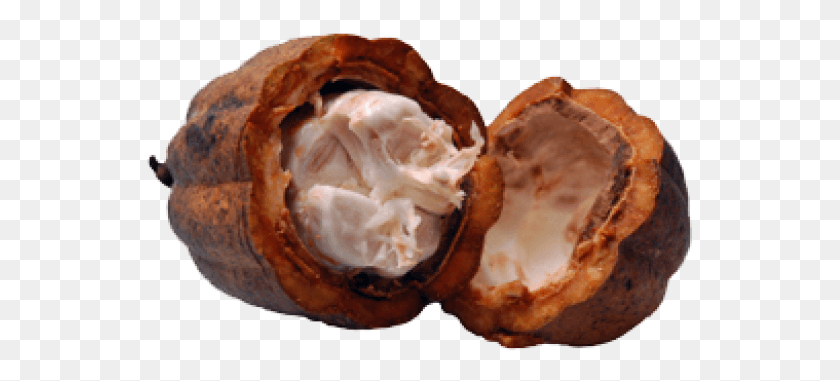 547x321 Oil Press Cocoa Butter, Plant, Food, Nut HD PNG Download