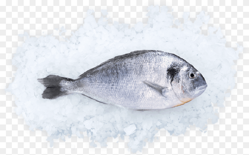 1058x659 Oily Fish, Animal, Sea Life, Food, Mullet Fish Clipart PNG