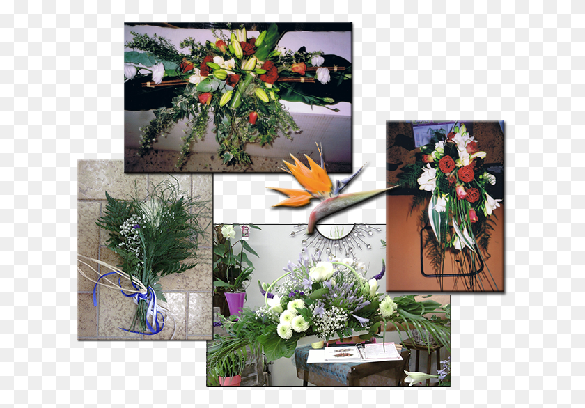 619x526 Descargar Pngoiseau Mariage Ave Del Paraíso, Planta, Diseño Floral, Patrón Hd Png
