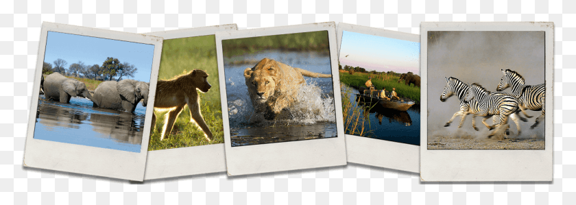1284x395 Okavango Delta Poloroid Photos Windland Smith Rice, Zebra, Wildlife, Mammal HD PNG Download