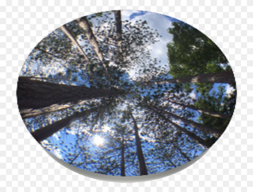 736x577 Old Growth Pine Popsockets Circle, Fisheye, Sphere, Moon HD PNG Download