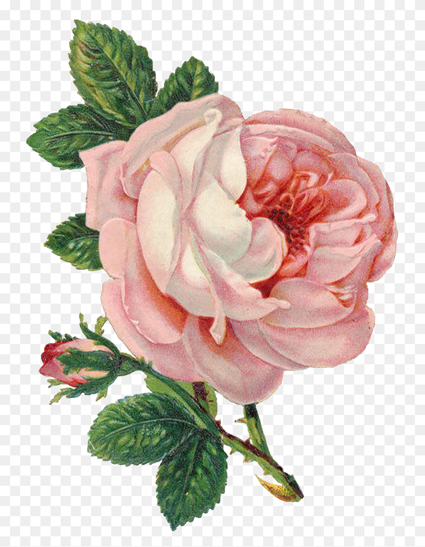 741x1021 Old Marriage License Pink Rose Lilac N Lavender Rose Flower Vintage, Rose, Flower, Plant HD PNG Download