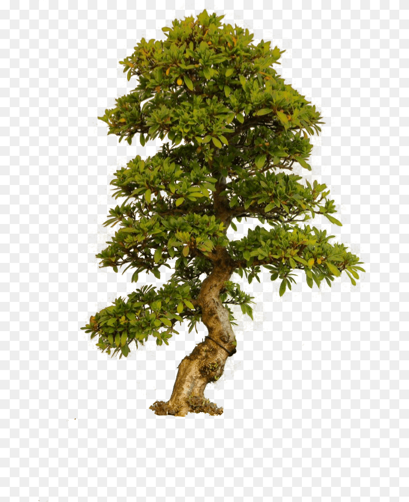 Old Tree Big Old Tree, Plant, Potted Plant, Conifer, Bonsai Transparent PNG