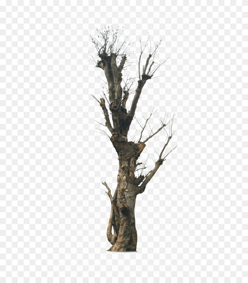 476x900 Фоновое Изображение Старого Дерева, Растение, Ствол Дерева, Птица Png Скачать