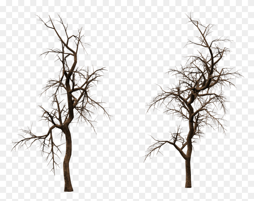 963x750 Old Tree Transparent, Plant, Nature, Outdoors HD PNG Download