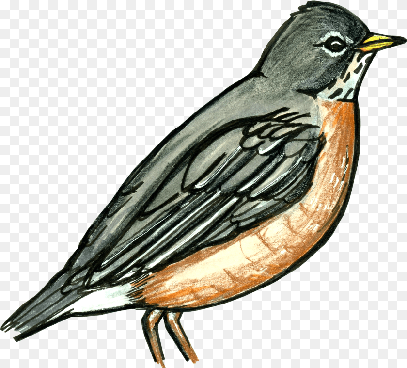 1466x1324 Old World Flycatcher, Animal, Beak, Bird, Robin Clipart PNG