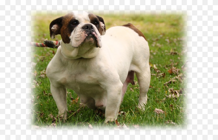 640x480 Olde English Bulldogge, Dog, Pet, Canine HD PNG Download