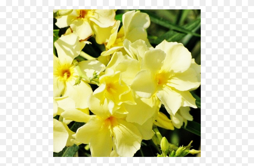489x489 Олеандр, Растение, Цветок, Цветение Hd Png Скачать