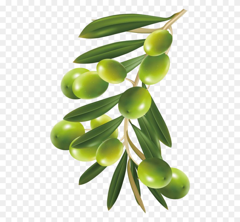 491x716 Оливки, Растения, Еда, Зеленые Hd Png Скачать