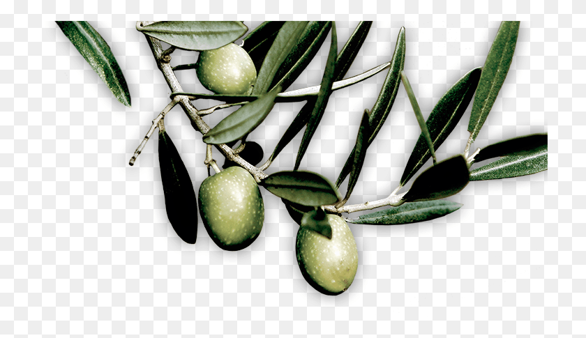 730x425 Olive, Plant, Fruit, Food HD PNG Download