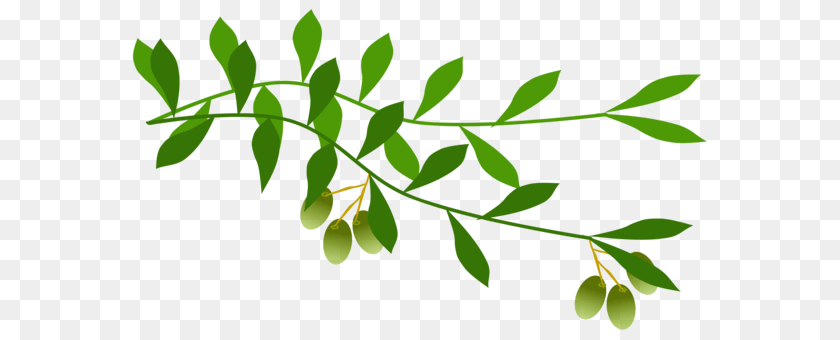 Olive Branch Tree Laurel Wreath, Flower, Herbal, Herbs, Leaf Transparent PNG