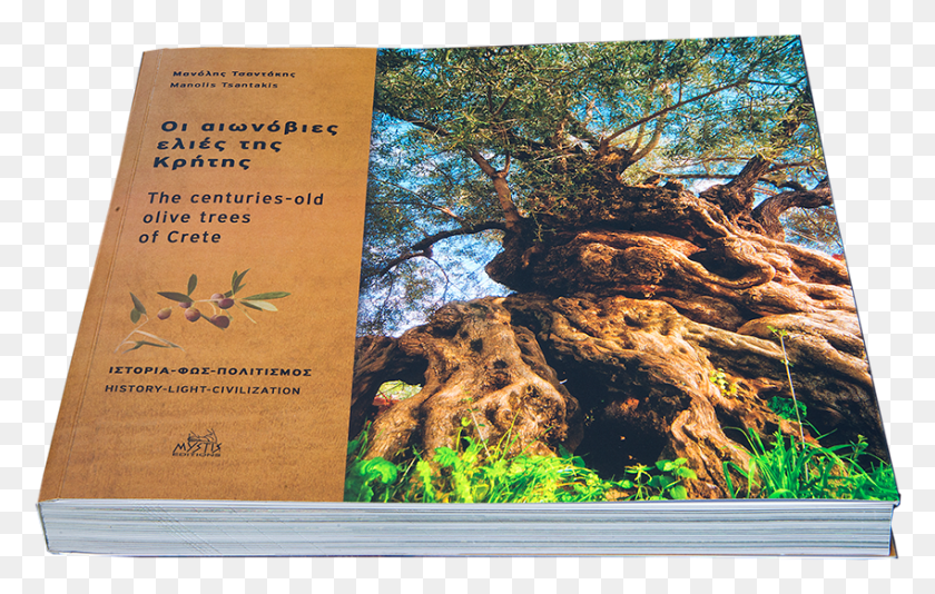 849x516 Olive Tree, Plant, Tree Trunk, Advertisement HD PNG Download