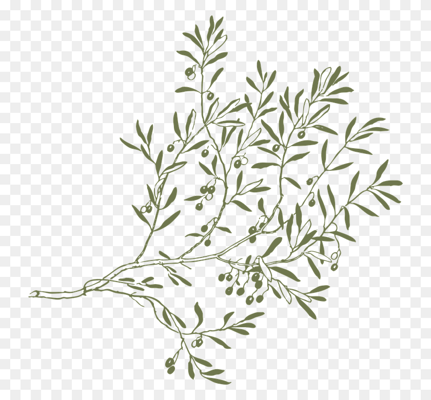 730x720 Olive Tree Branch, Nature, Outdoors, Snowflake HD PNG Download