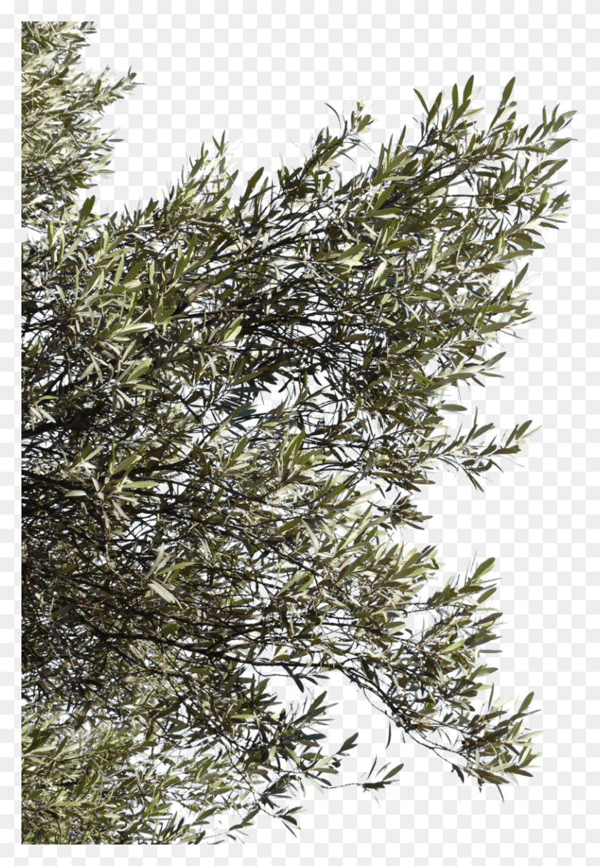 812x1200 Olive Tree Branches, Bush, Vegetation, Plant HD PNG Download