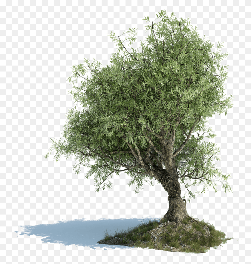 1017x1077 Оливковое Дерево Греческое Оливковое Дерево, Растение, Горшечное Растение, Ваза Hd Png Скачать
