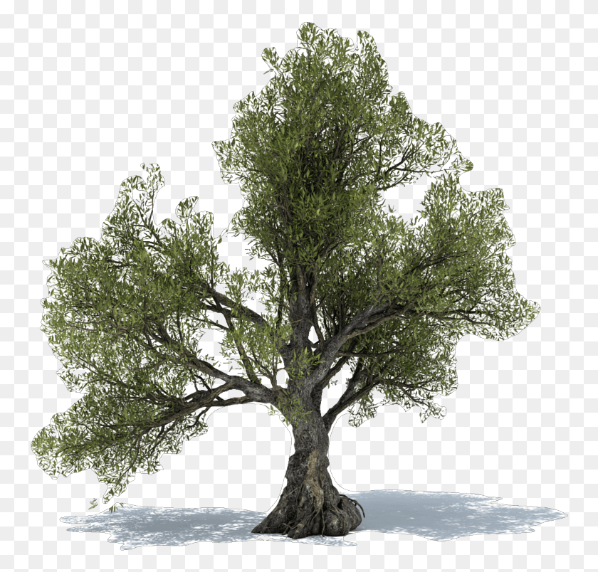 756x744 Оливковое Дерево Power Крайстчерч, Горшечные Растения, Растение, Ваза Hd Png Скачать