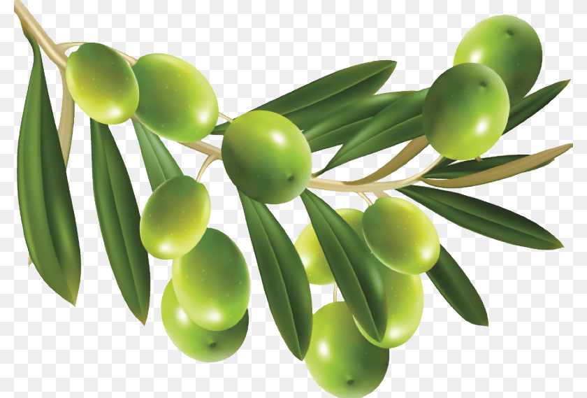 800x569 Olives, Leaf, Plant, Tree, Conifer PNG