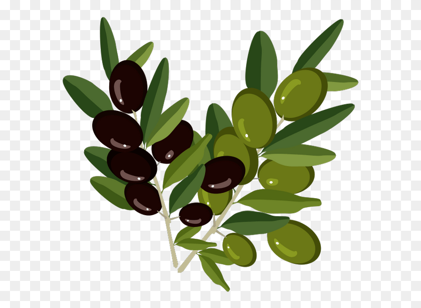 597x554 Olivki Vetochka Olivi Olive Branch Oliven Olivenzweig Vetochka Olivi, Растение, Лист, Семя Hd Png Скачать