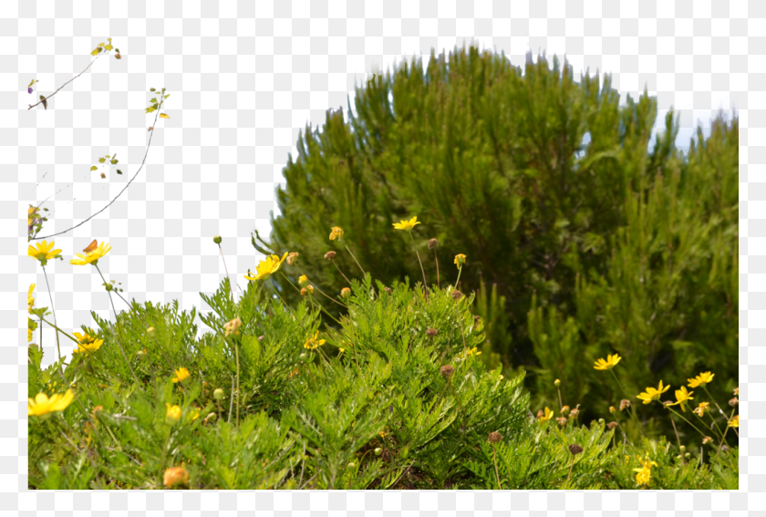 1025x667 On The Desktop Background Wildflower Yellow, Plant, Vegetation, Bush HD PNG Download