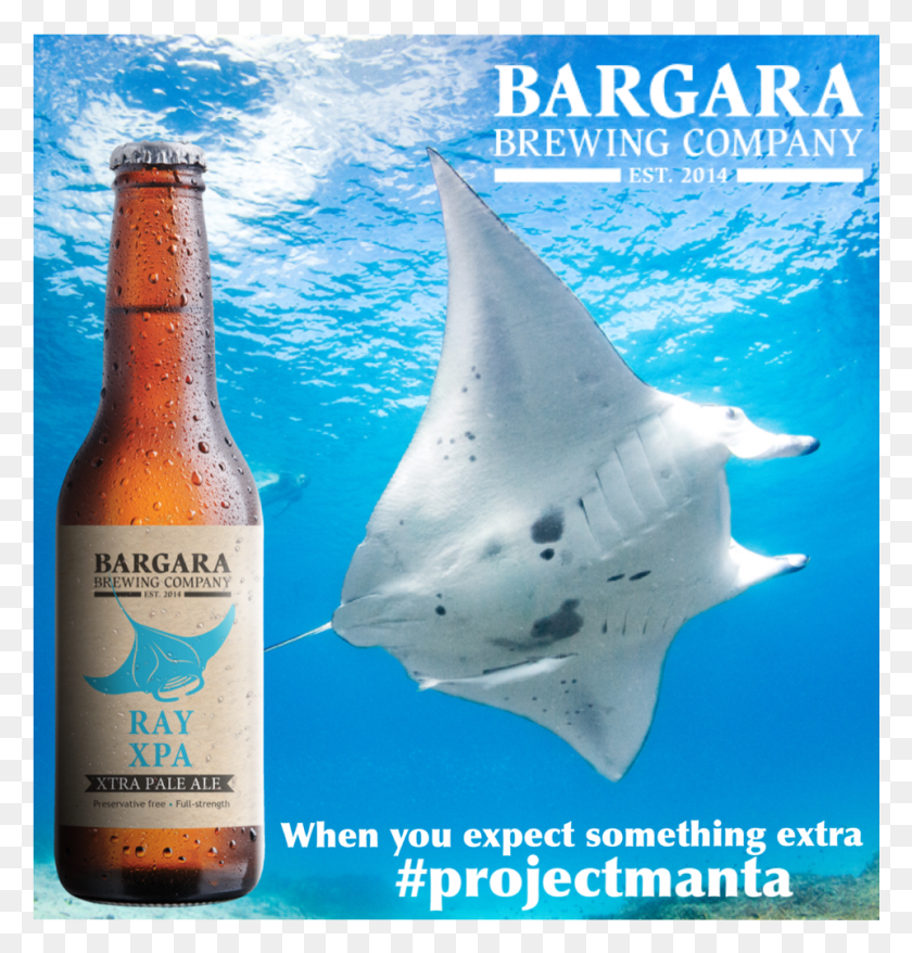 961x1009 On The Great Barrier Reef Bargara Brewing Company Manta Ray, Shark, Sea Life, Fish HD PNG Download