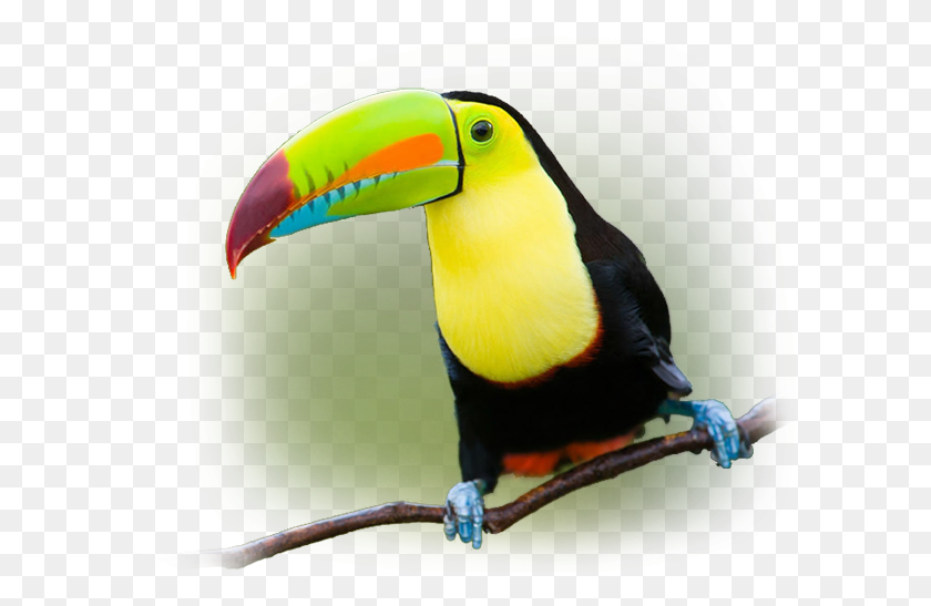 599x487 One Can Clearly See That The South Pacific Part Of Toucan, Bird, Animal, Beak HD PNG Download