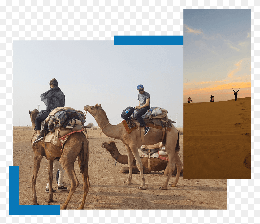 956x815 One Day Camel Safari Trotters Jaisalmer Arabian Camel, Person, Human, Horse HD PNG Download