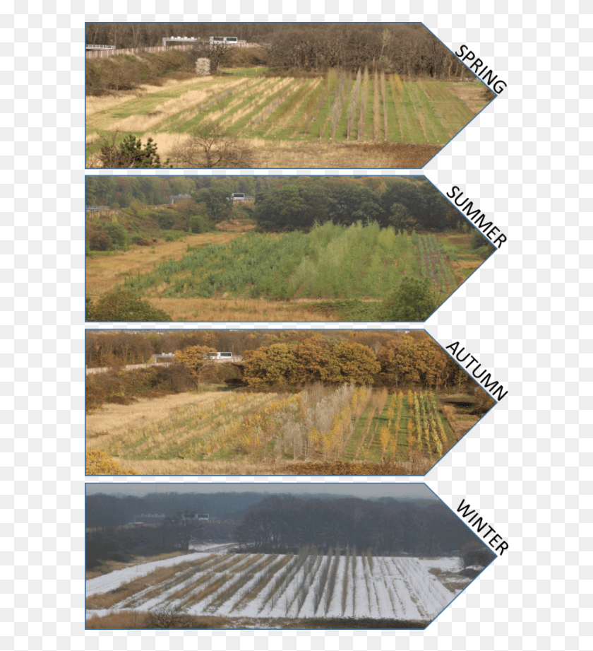 602x861 One Of Phytowelts Poplaraspen Variety Testing Fields Field, Nature, Outdoors, Land HD PNG Download